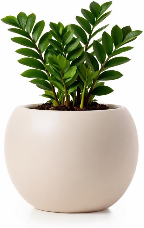 Ceramic Self Watering Plant Pot | 6.8 Inch Pot with 5 Inch Opening for Plant | Ivory Pot for Indoor Plants | Round Self Watering Planter | Bottom Watering Pots for Indoor Plants