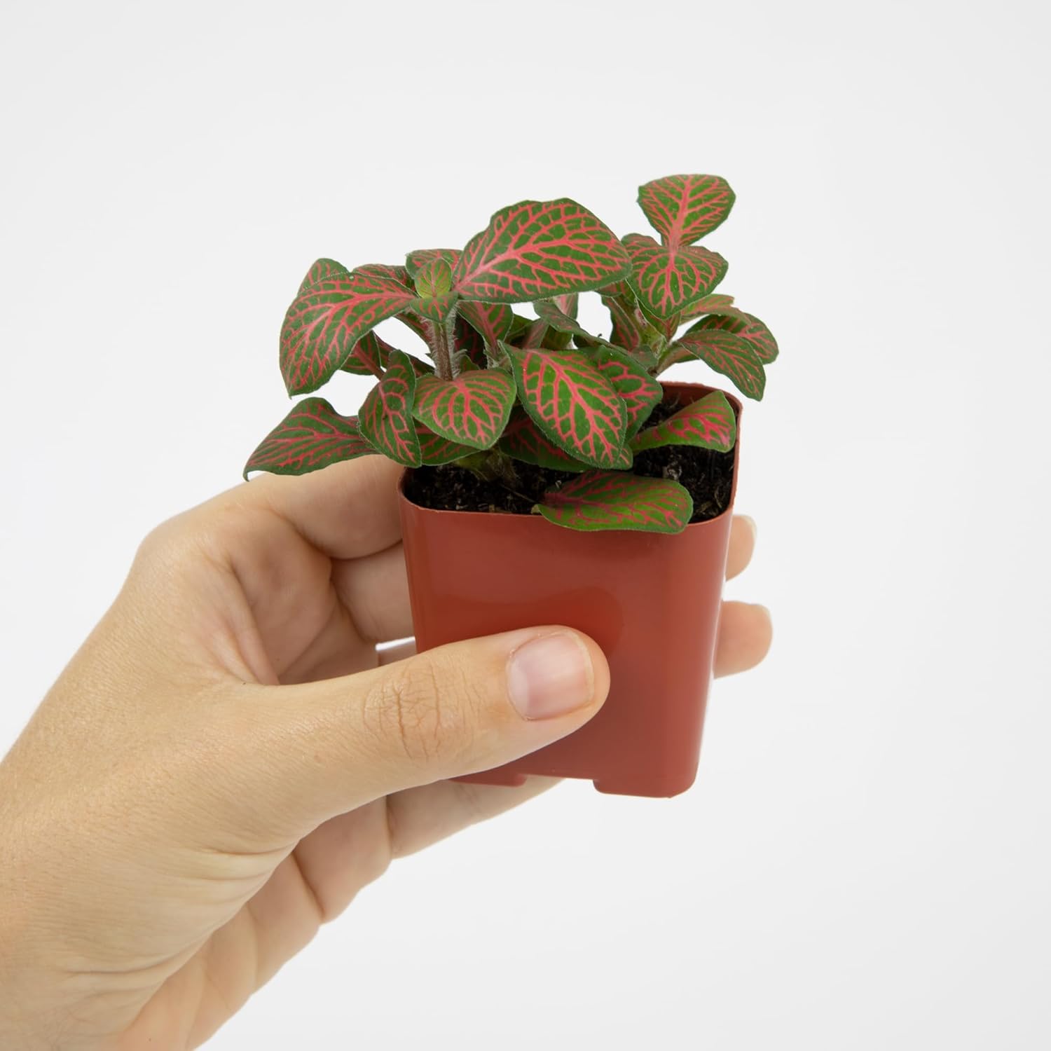 Easy to Grow Houseplants (12 Pack) Live House Plants in Plant Containers, Growers Choice Plant Set in Planters with Potting Soil Mix, Home Décor Planting Kit or Outdoor Garden Gifts by Plants for Pets - Image 4