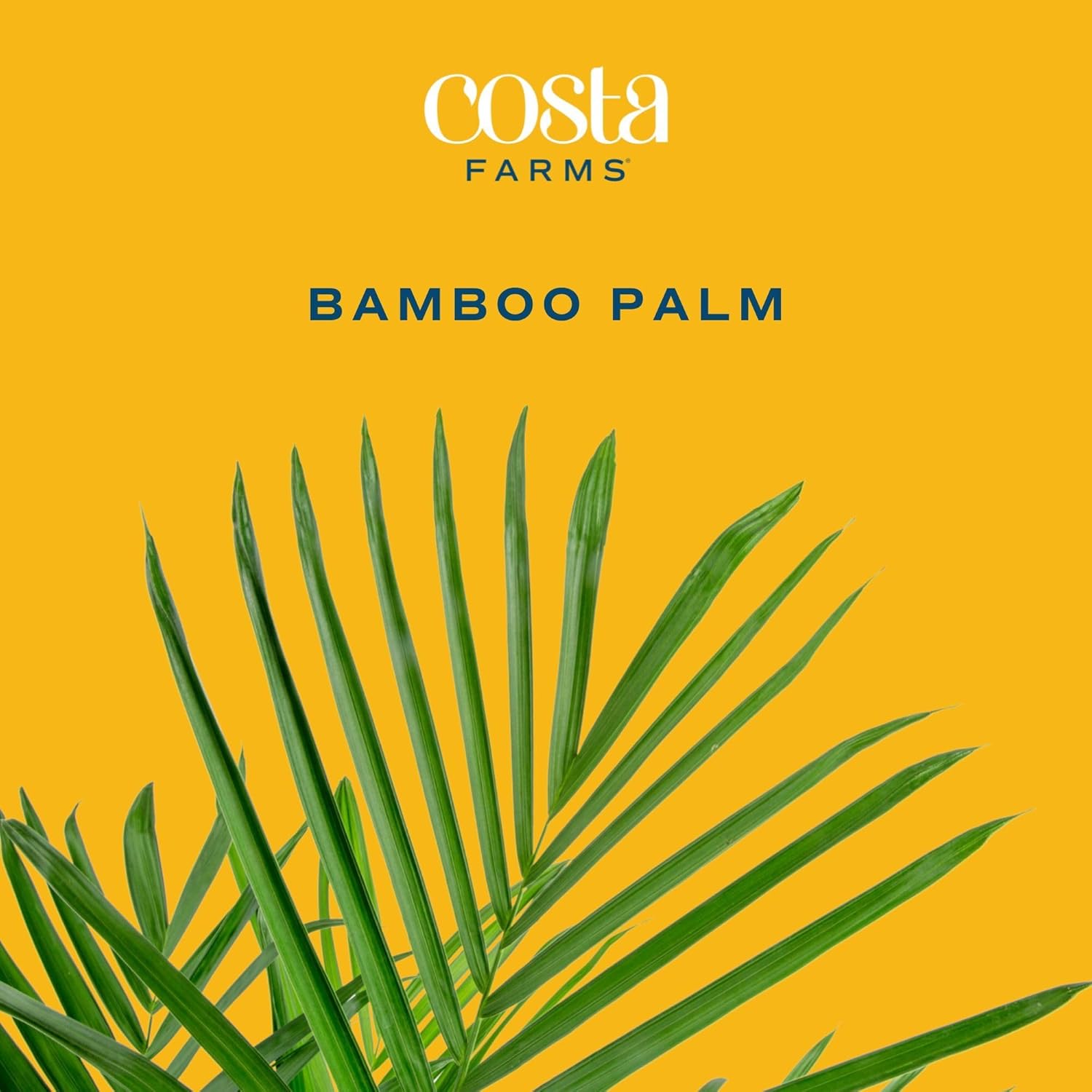 Costa Farms Bamboo Palm Live Plant in Decorative Pot, Air Purifying Large Indoor Houseplant, Perfect for Home, Room, or Office Decor, Great House Warming or Birthday Gift, 3-4 Feet Tall - Image 3