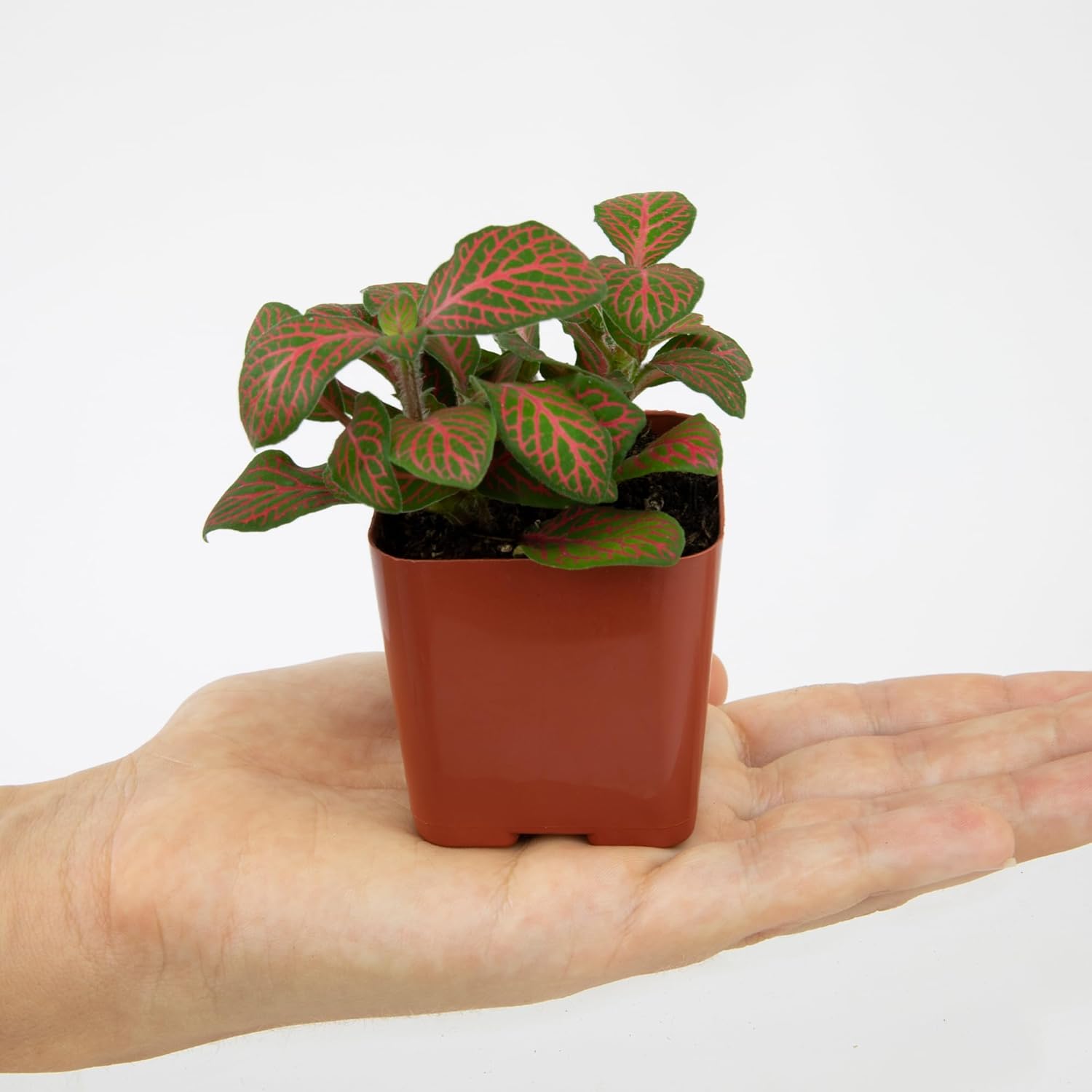 Easy to Grow Houseplants (12 Pack) Live House Plants in Plant Containers, Growers Choice Plant Set in Planters with Potting Soil Mix, Home Décor Planting Kit or Outdoor Garden Gifts by Plants for Pets - Image 10