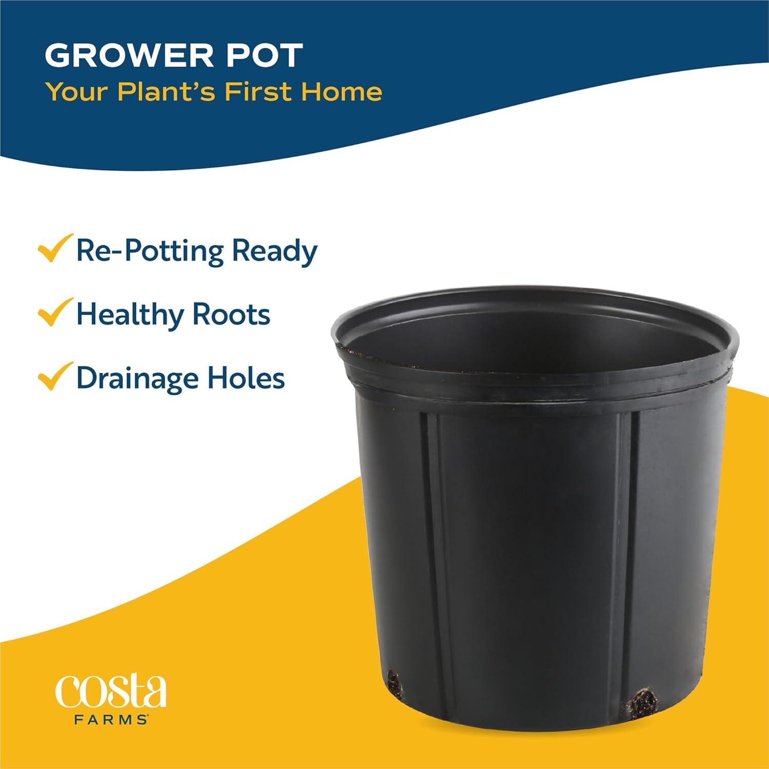 Costa Farms Bamboo Palm Live Plant in Decorative Pot, Air Purifying Large Indoor Houseplant, Perfect for Home, Room, or Office Decor, Great House Warming or Birthday Gift, 3-4 Feet Tall - Image 7