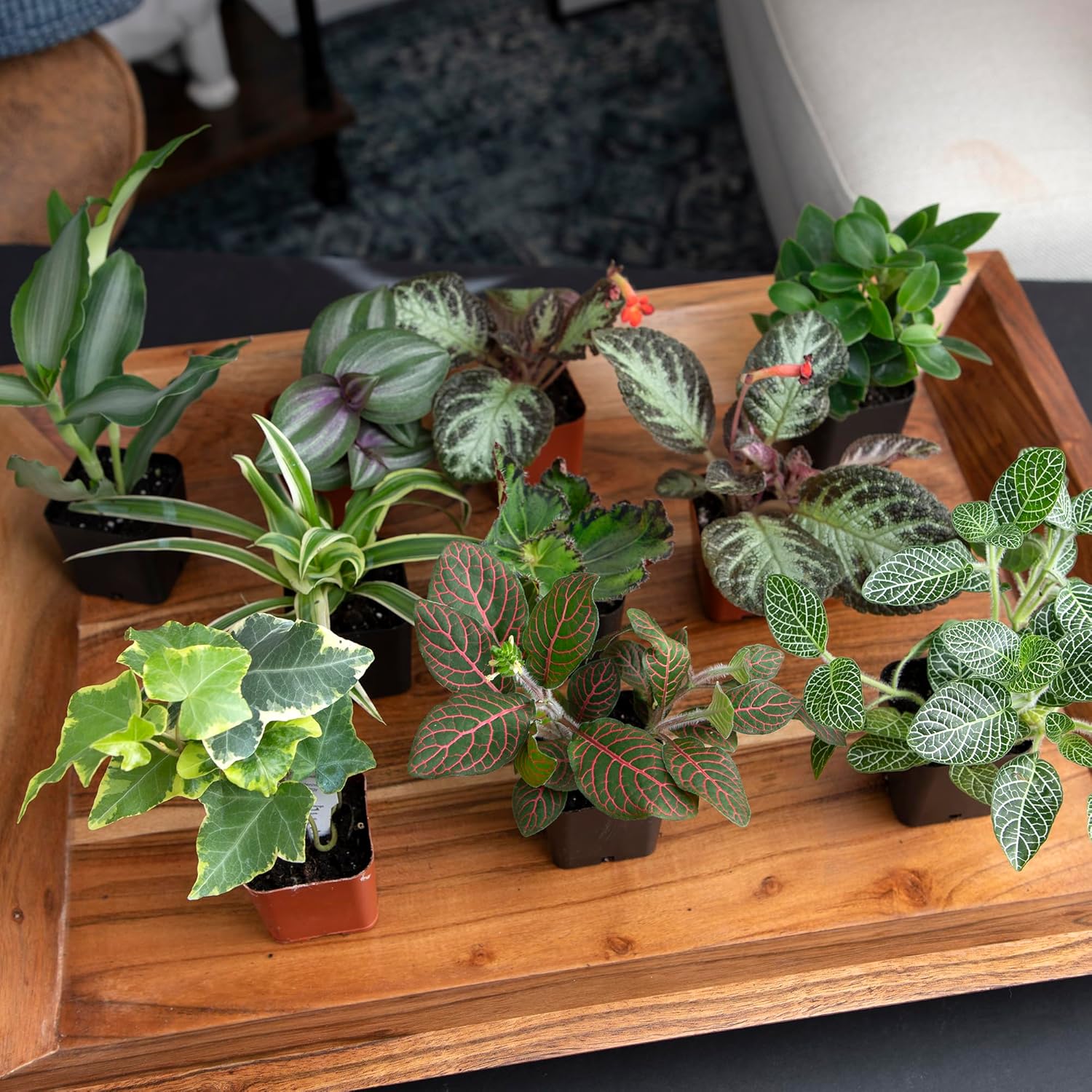 Easy to Grow Houseplants (12 Pack) Live House Plants in Plant Containers, Growers Choice Plant Set in Planters with Potting Soil Mix, Home Décor Planting Kit or Outdoor Garden Gifts by Plants for Pets - Image 9