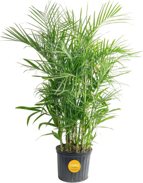 Costa Farms Bamboo Palm Live Plant in Decorative Pot, Air Purifying Large Indoor Houseplant, Perfect for Home, Room, or Office Decor, Great House Warming or Birthday Gift, 3-4 Feet Tall