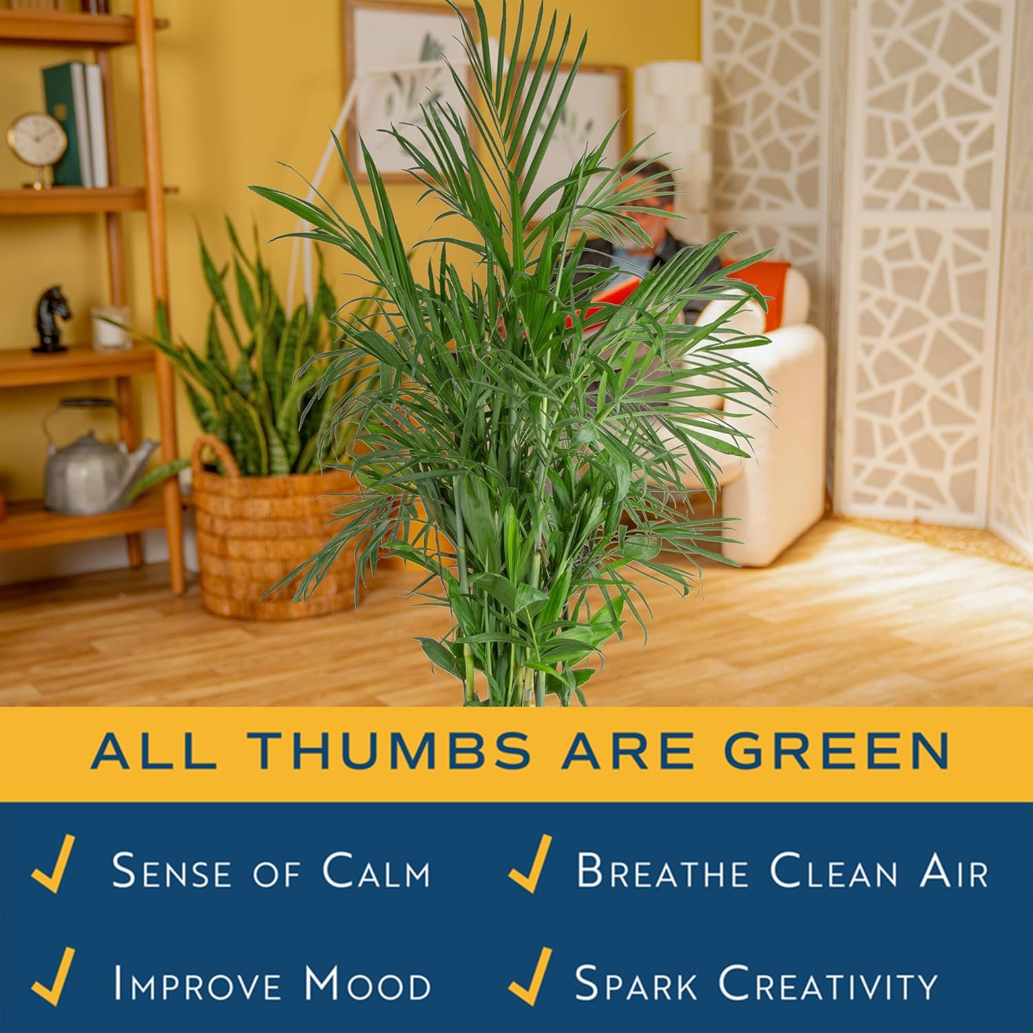 Costa Farms Bamboo Palm Live Plant in Decorative Pot, Air Purifying Large Indoor Houseplant, Perfect for Home, Room, or Office Decor, Great House Warming or Birthday Gift, 3-4 Feet Tall - Image 5