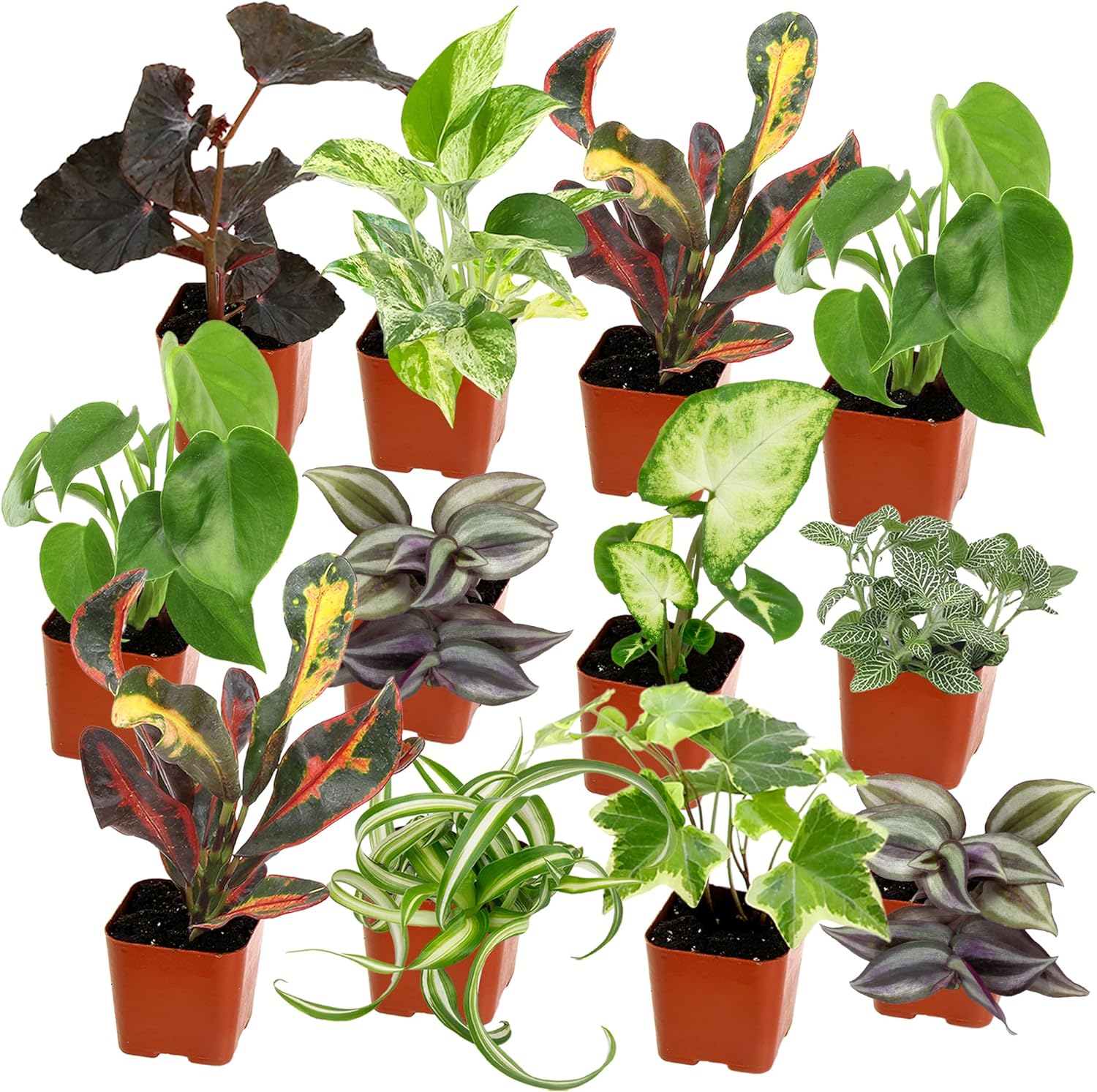Easy to Grow Houseplants (12 Pack) Live House Plants in Plant Containers, Growers Choice Plant Set in Planters with Potting Soil Mix, Home Décor Planting Kit or Outdoor Garden Gifts by Plants for Pets