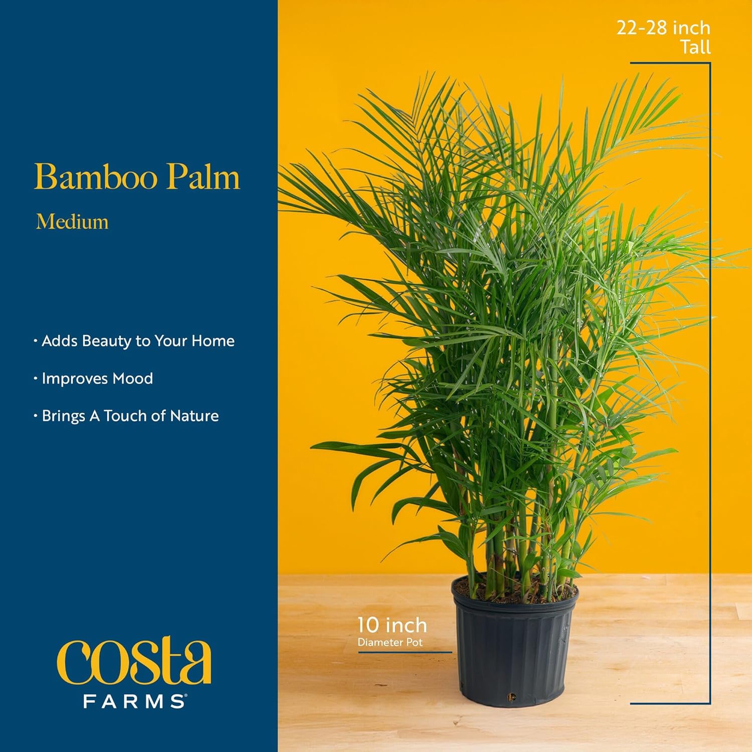 Costa Farms Bamboo Palm Live Plant in Decorative Pot, Air Purifying Large Indoor Houseplant, Perfect for Home, Room, or Office Decor, Great House Warming or Birthday Gift, 3-4 Feet Tall - Image 4