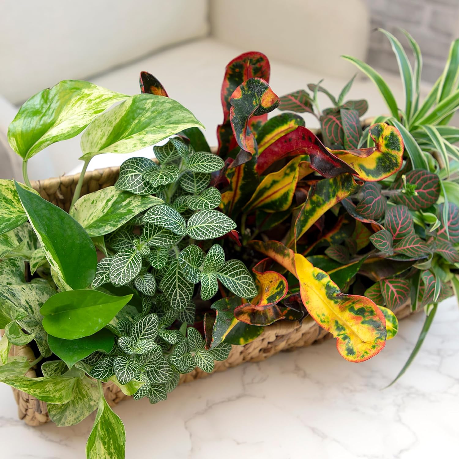 Easy to Grow Houseplants (12 Pack) Live House Plants in Plant Containers, Growers Choice Plant Set in Planters with Potting Soil Mix, Home Décor Planting Kit or Outdoor Garden Gifts by Plants for Pets - Image 7