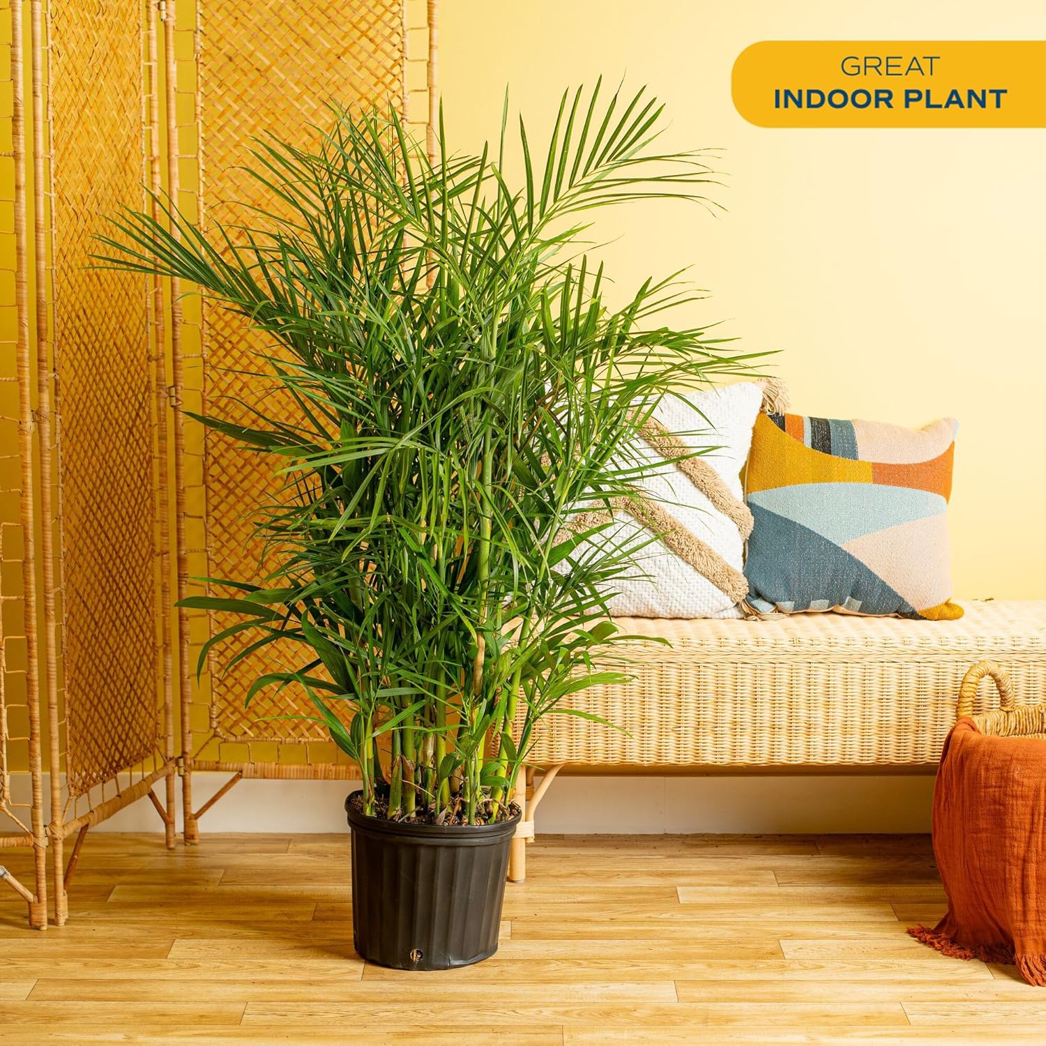 Costa Farms Bamboo Palm Live Plant in Decorative Pot, Air Purifying Large Indoor Houseplant, Perfect for Home, Room, or Office Decor, Great House Warming or Birthday Gift, 3-4 Feet Tall - Image 2