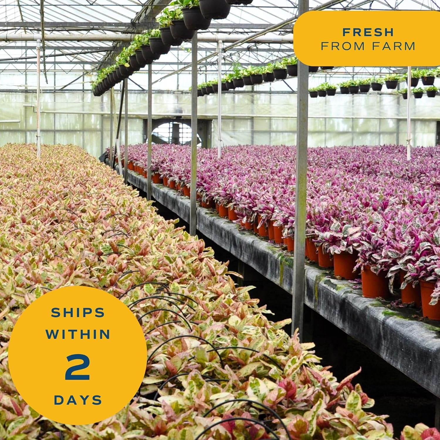 Costa Farms Bamboo Palm Live Plant in Decorative Pot, Air Purifying Large Indoor Houseplant, Perfect for Home, Room, or Office Decor, Great House Warming or Birthday Gift, 3-4 Feet Tall - Image 8