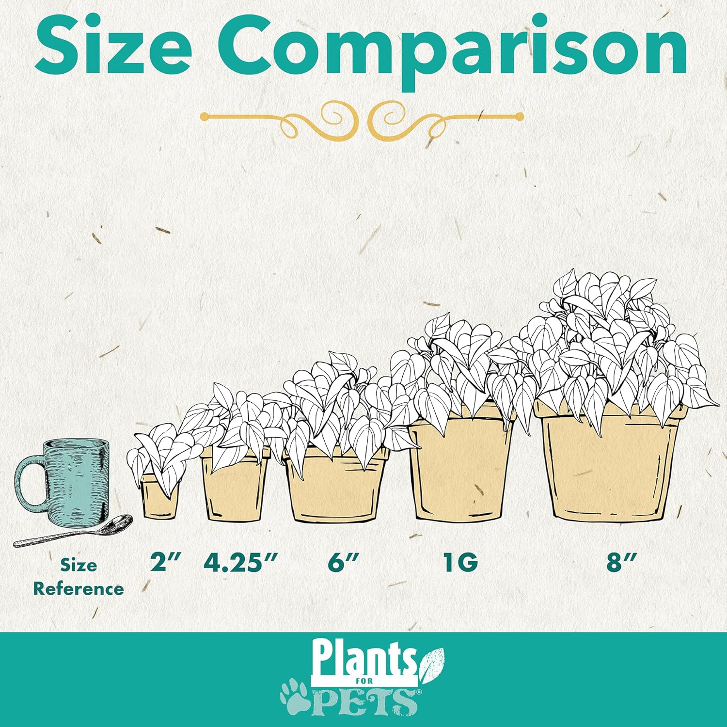 Easy to Grow Houseplants (12 Pack) Live House Plants in Plant Containers, Growers Choice Plant Set in Planters with Potting Soil Mix, Home Décor Planting Kit or Outdoor Garden Gifts by Plants for Pets - Image 5